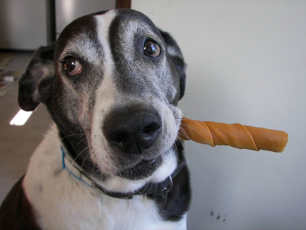 A dog looking up at a dining table