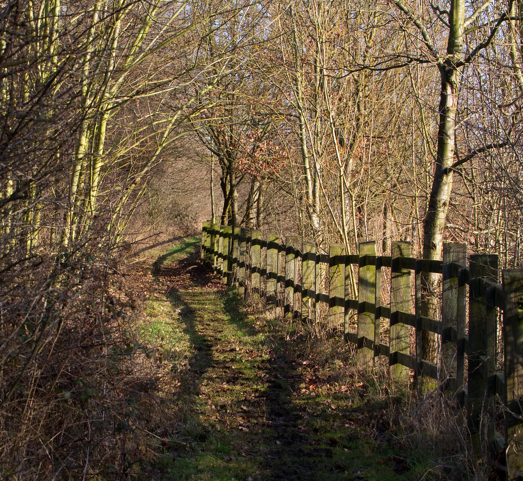Un camino en un parque